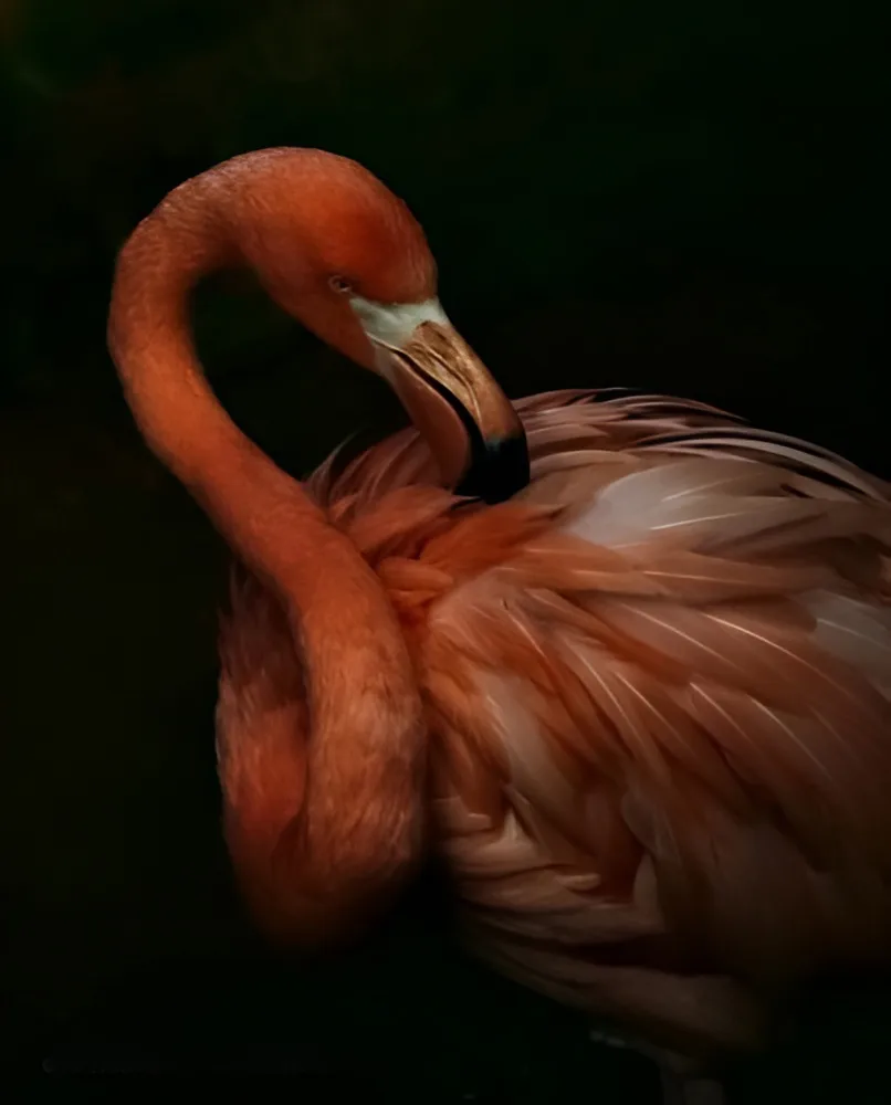 Flamingo