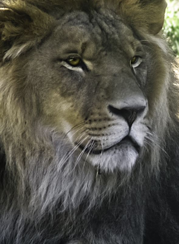 Xerxes