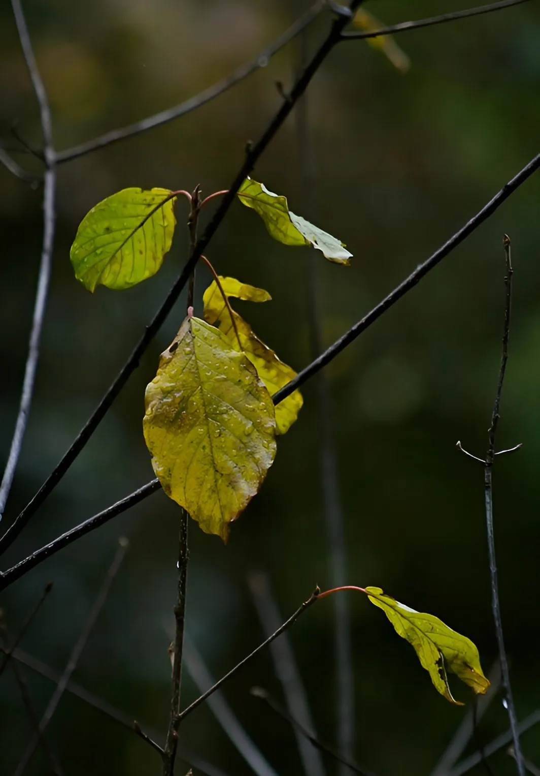 November