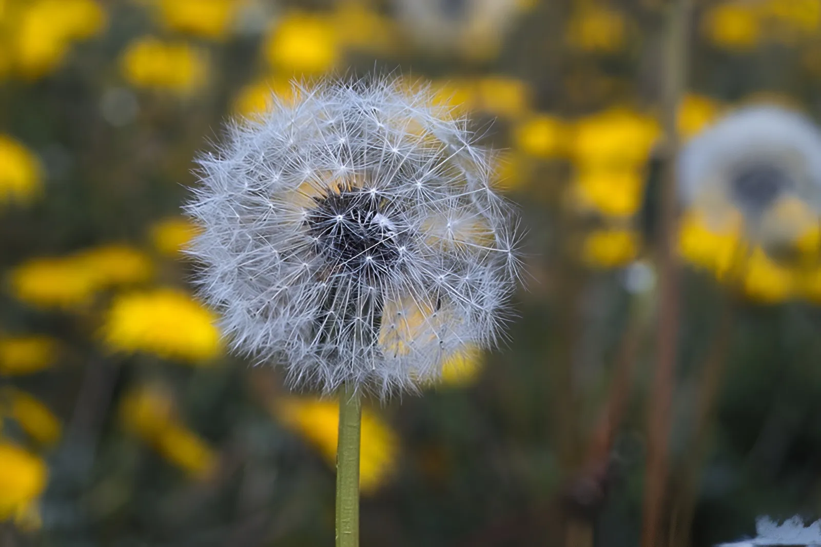 Lion’s Tooth